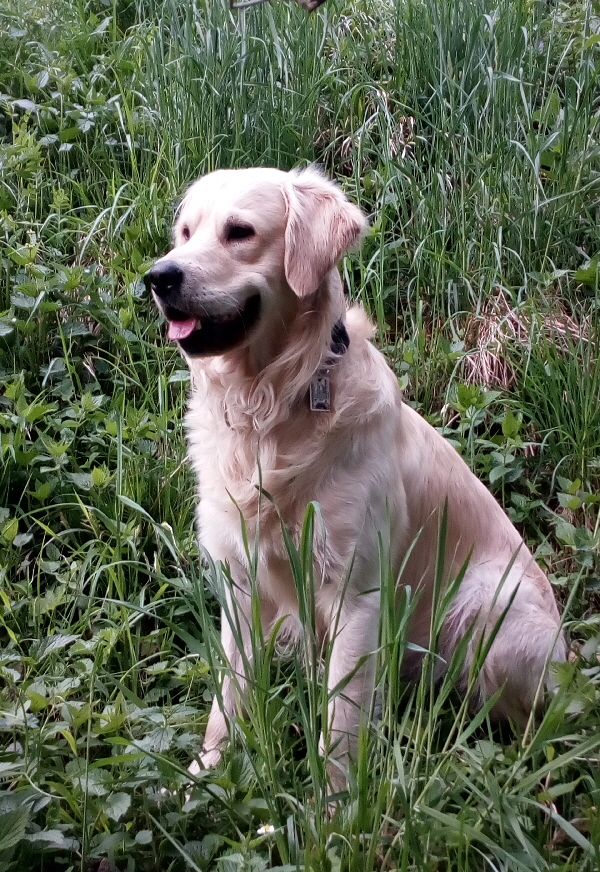 Schulhund
